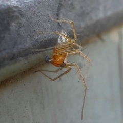 Oxyopes sp. (genus) at Kambah, ACT - 30 Jan 2019 06:57 PM