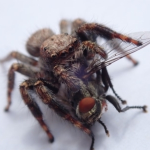 Servaea sp. (genus) at Spence, ACT - 2 Feb 2019 01:13 PM