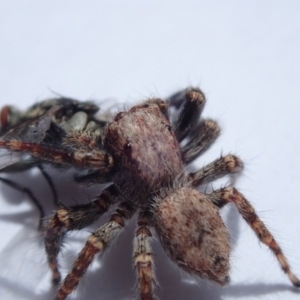 Servaea sp. (genus) at Spence, ACT - 2 Feb 2019 01:13 PM