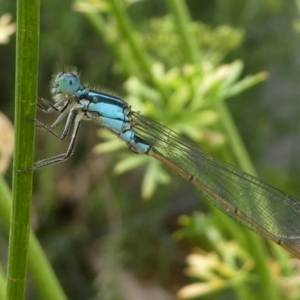 Ischnura heterosticta at Kambah, ACT - 20 Jan 2019