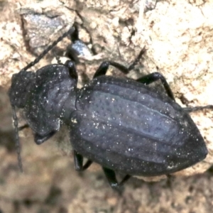 Adelium angulicolle at Majura, ACT - 1 Feb 2019 01:29 PM