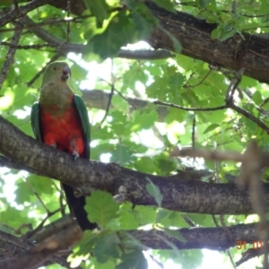 Alisterus scapularis at Deakin, ACT - 31 Jan 2019 10:48 AM