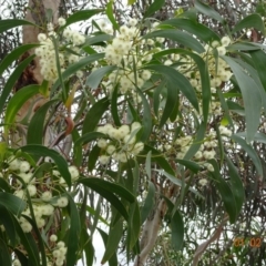 Acacia implexa (Hickory Wattle, Lightwood) at Deakin, ACT - 31 Jan 2019 by TomT