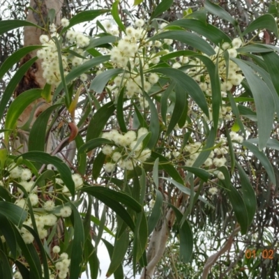 Acacia implexa (Hickory Wattle, Lightwood) at Deakin, ACT - 1 Feb 2019 by TomT