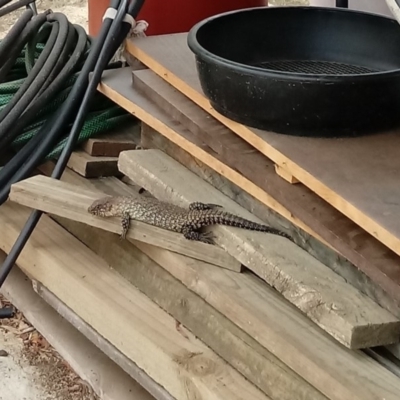 Egernia cunninghami (Cunningham's Skink) at Hackett, ACT - 2 Feb 2019 by JeanChesson