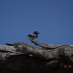 Malurus cyaneus (Superb Fairywren) at Red Hill Nature Reserve - 30 Jan 2019 by TomT