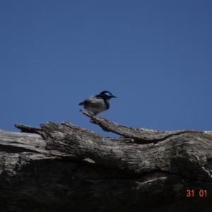 Malurus cyaneus at Deakin, ACT - 31 Jan 2019