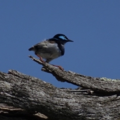 Malurus cyaneus at Deakin, ACT - 31 Jan 2019 10:29 AM