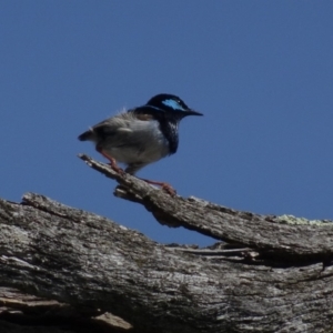 Malurus cyaneus at Deakin, ACT - 31 Jan 2019 10:29 AM