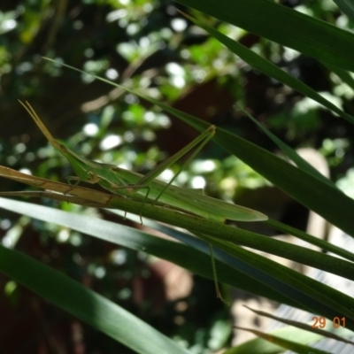 Acrida conica (Giant green slantface) at Hughes, ACT - 28 Jan 2019 by TomT