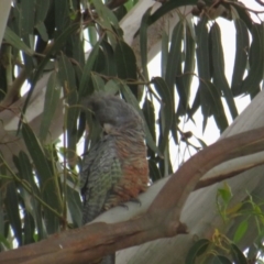 Callocephalon fimbriatum (Gang-gang Cockatoo) at Curtin, ACT - 2 Feb 2019 by BenW