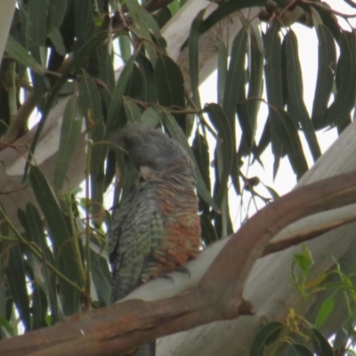 Callocephalon fimbriatum (Gang-gang Cockatoo) at Curtin, ACT - 2 Feb 2019 by BenW