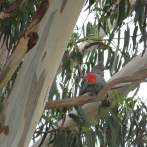 Callocephalon fimbriatum at Curtin, ACT - 2 Feb 2019