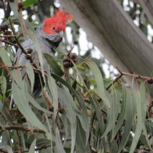 Callocephalon fimbriatum at Curtin, ACT - 2 Feb 2019