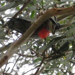 Callocephalon fimbriatum at Curtin, ACT - 2 Feb 2019