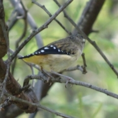 Pardalotus punctatus (Spotted Pardalote) at Deakin, ACT - 31 Jan 2019 by TomT