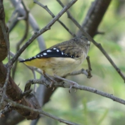 Pardalotus punctatus (Spotted Pardalote) at Deakin, ACT - 31 Jan 2019 by TomT