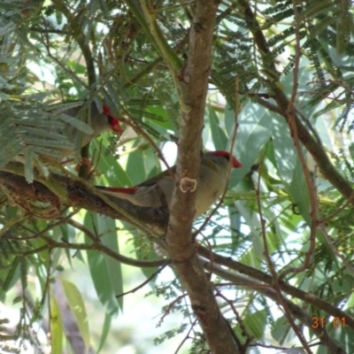 Neochmia temporalis (Red-browed Finch) at Deakin, ACT - 31 Jan 2019 by TomT