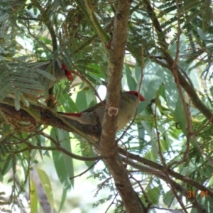 Neochmia temporalis at Deakin, ACT - 31 Jan 2019