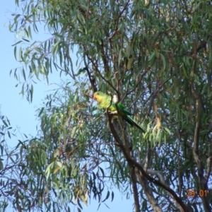 Polytelis swainsonii at Hughes, ACT - suppressed