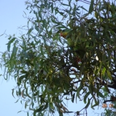 Polytelis swainsonii at Hughes, ACT - suppressed