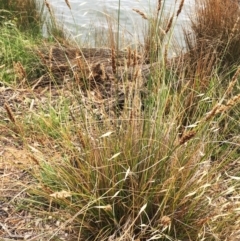 Carex appressa (Tall Sedge) at Yarralumla, ACT - 1 Feb 2019 by ruthkerruish