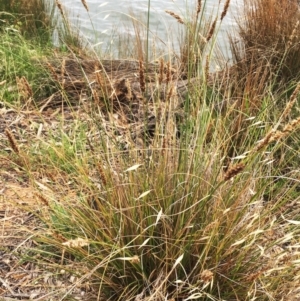Carex appressa at Yarralumla, ACT - 1 Feb 2019