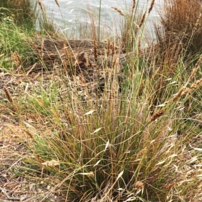 Carex appressa (Tall Sedge) at Yarralumla, ACT - 1 Feb 2019 by ruthkerruish