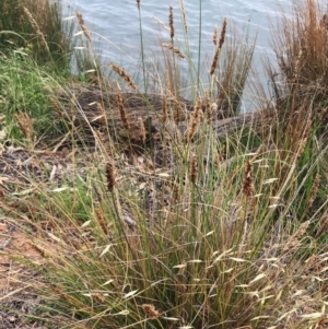 Carex appressa at Yarralumla, ACT - 1 Feb 2019