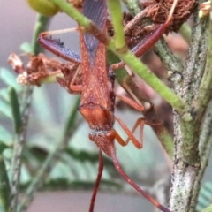 Melanacanthus scutellaris (Small brown bean bug) at Mount Ainslie - 1 Feb 2019 by jb2602