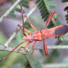 Melanacanthus scutellaris at Majura, ACT - 1 Feb 2019 01:41 PM