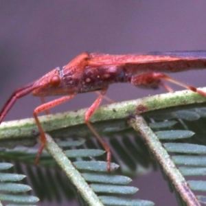 Melanacanthus scutellaris at Majura, ACT - 1 Feb 2019 01:41 PM