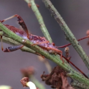 Melanacanthus scutellaris at Majura, ACT - 1 Feb 2019 01:41 PM