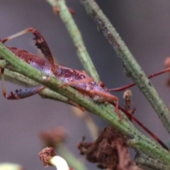 Melanacanthus scutellaris at Majura, ACT - 1 Feb 2019