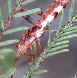 Melanacanthus scutellaris at Majura, ACT - 1 Feb 2019