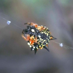 Austracantha minax at Majura, ACT - 1 Feb 2019