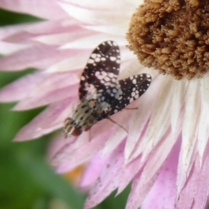 Tephritidae sp. (family) at Acton, ACT - 2 Feb 2019