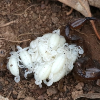 Urodacus manicatus (Black Rock Scorpion) at Mount Ainslie - 1 Feb 2019 by jb2602