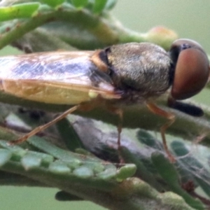 Odontomyia decipiens at Majura, ACT - 1 Feb 2019 02:15 PM