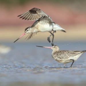 Limosa lapponica at Merimbula, NSW - 2 Feb 2019