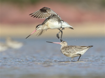 Limosa lapponica (Bar-tailed Godwit) at Merimbula, NSW - 2 Feb 2019 by Leo