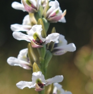 Paraprasophyllum alpestre at Kosciuszko National Park, NSW - 19 Jan 2019