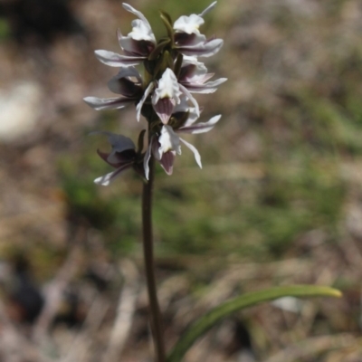 Paraprasophyllum alpestre (Mauve leek orchid) at Kosciuszko National Park, NSW - 19 Jan 2019 by MaartjeSevenster