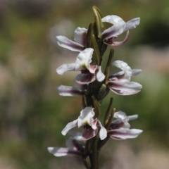 Prasophyllum alpestre at Kosciuszko National Park, NSW - 19 Jan 2019