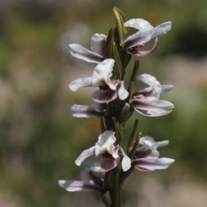 Paraprasophyllum alpestre at Kosciuszko National Park, NSW - suppressed