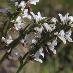 Paraprasophyllum alpestre at Kosciuszko National Park, NSW - suppressed