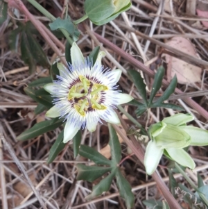 Passiflora caerulea at Isaacs, ACT - 2 Feb 2019