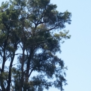 Callocephalon fimbriatum at Wallaroo, NSW - suppressed