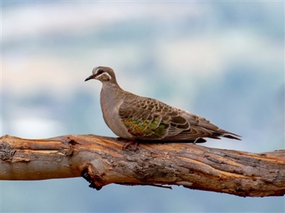 Phaps chalcoptera (Common Bronzewing) at Googong Foreshore - 30 Jan 2019 by b