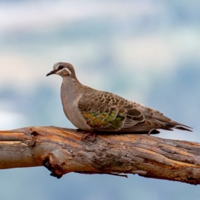 Phaps chalcoptera (Common Bronzewing) at Googong Foreshore - 30 Jan 2019 by b
